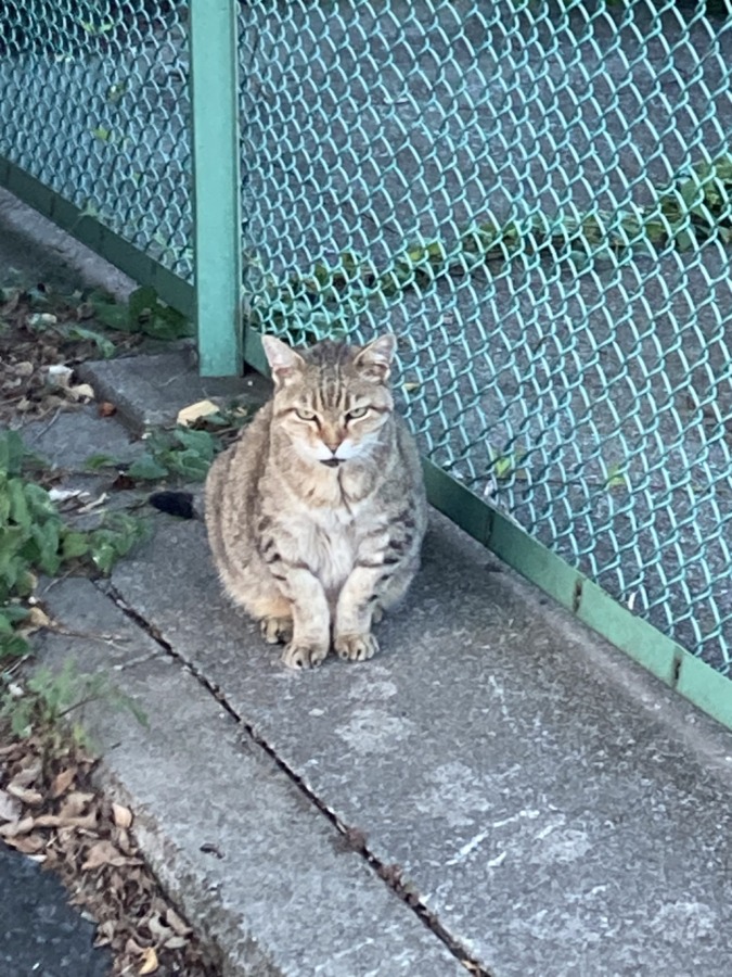 猫に嫌われた