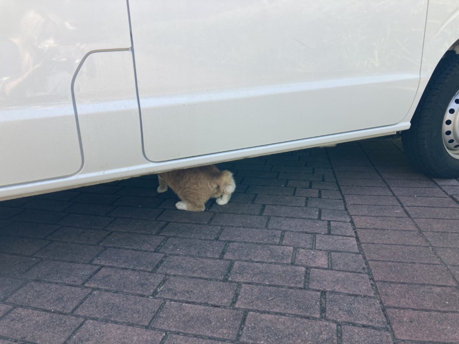ねこちゃん