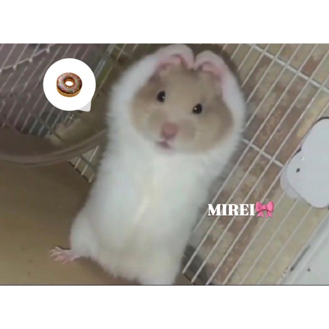 はなまつりだよ