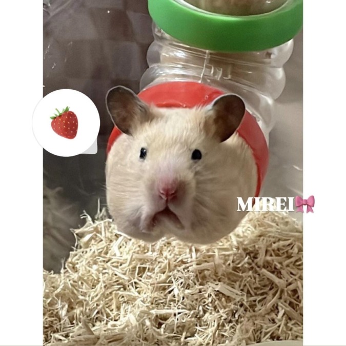 いるよ♡来月のスケジュール