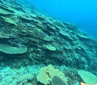 こんにちは( ᷇࿀ ᷆ )くみです🫶