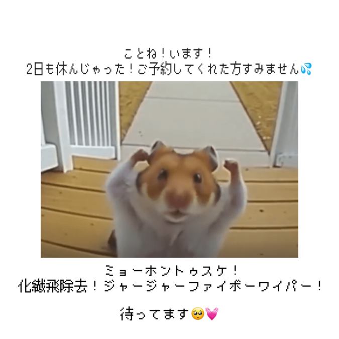 復活だよう( ◜ ࿀ ◝ )