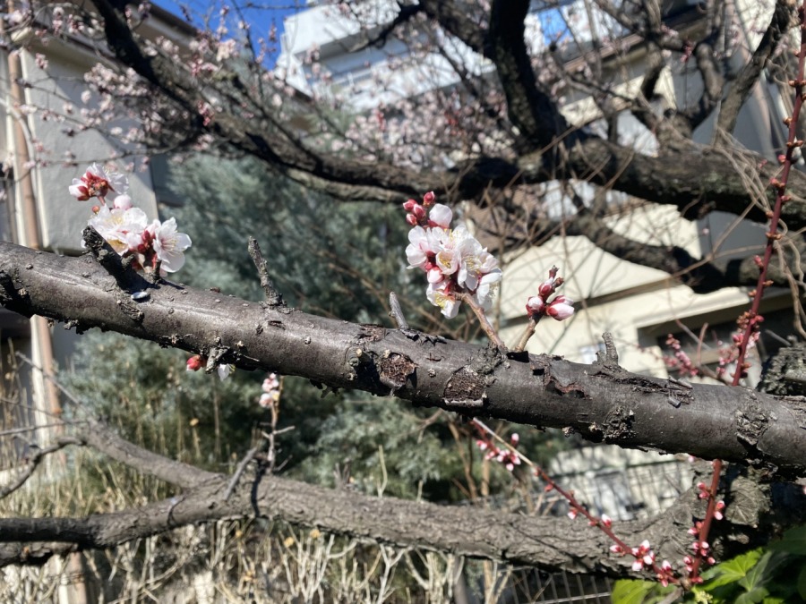 いるにょ〜‼️