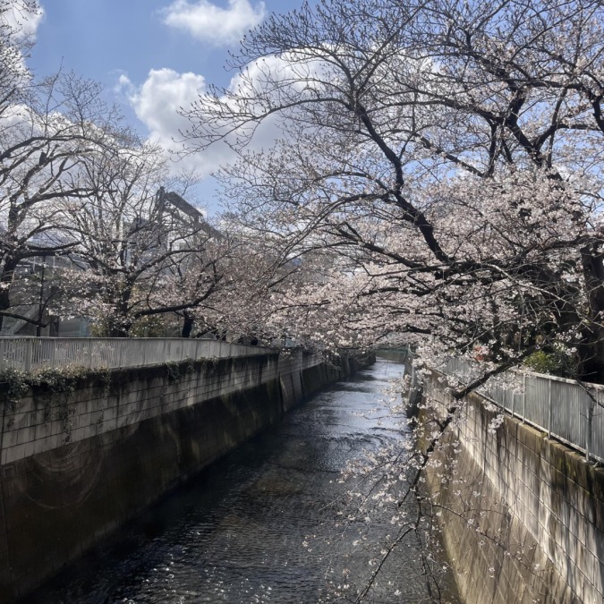 咲いてるー！今日います