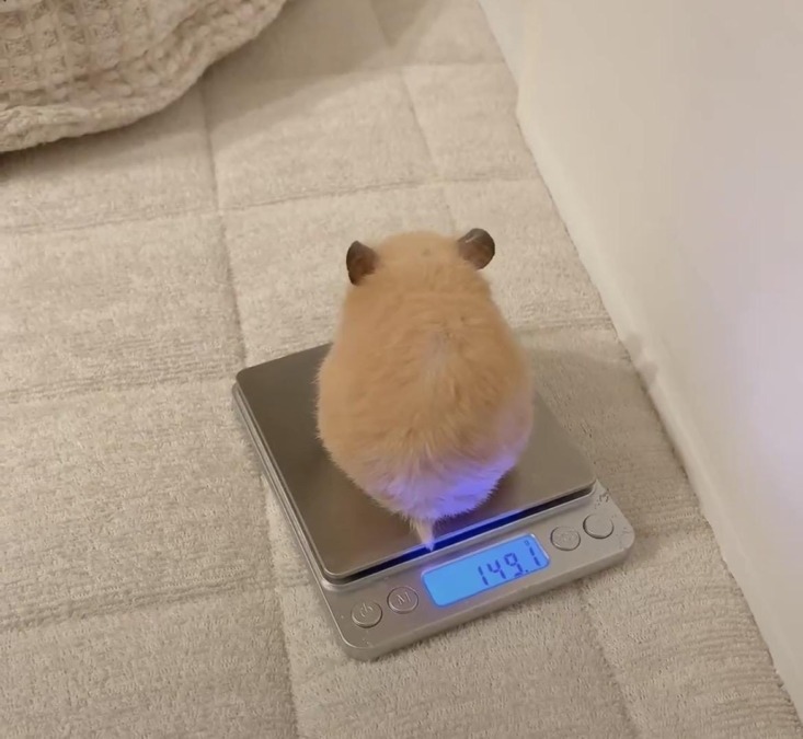 内臓から綺麗にしてます( ᴗ ̫ ᴗ )