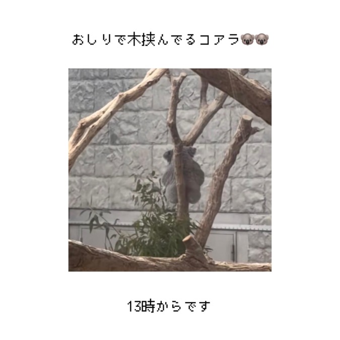 コアラ飼いたいよ
